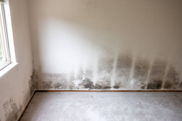 Best Basement Mold Removal  in Fall City, WA